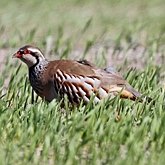Aves Non Passeriformes - Galliformes