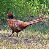 Aves Non Passeriformes - Galliformes