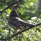 Aves Non Passeriformes - Galliformes