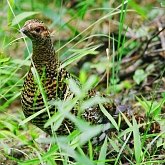 Birds Non Passeriformes - Gallinaceous Birds