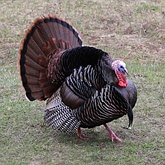 Birds Non Passeriformes - Gallinaceous Birds