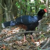 Birds Non Passeriformes - Gallinaceous Birds