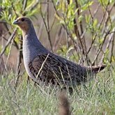 Oiseaux Non Passeriformes - Gallinacés