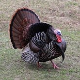 Oiseaux Non Passeriformes - Gallinac&#233;s