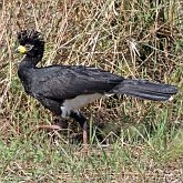 Oiseaux Non Passeriformes - Gallinacés