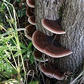 Ganoderma applanatum