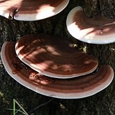 Ganoderma applanatum