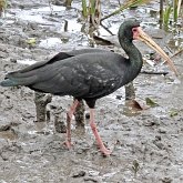 Aves Non Passeriformes - Garças, pelicanos, cegonias e afins 