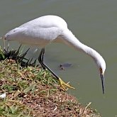 Aves Non Passeriformes - Gar&#231;as, pelicanos, cegonias e afins 