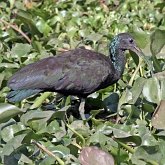 Aves Non Passeriformes - Gar&#231;as, pelicanos, cegonias e afins 