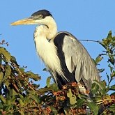 Aves Non Passeriformes - Gar&#231;as, pelicanos, cegonias e afins 