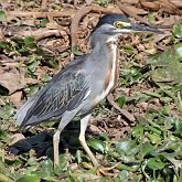 Aves Non Passeriformes - Garças, pelicanos, cegonias e afins 