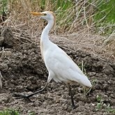 Aves Non Passeriformes - Gar&#231;as, pelicanos, cegonias e afins 