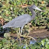 Aves Non Passeriformes - Gar&#231;as, pelicanos, cegonias e afins 