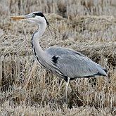 Aves Non Passeriformes - Garças, pelicanos, cegonias e afins 