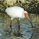 Aves Non Passeriformes - Gar&#231;as, pelicanos, cegonias e afins 