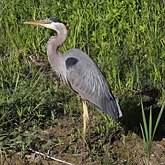 Aves Non Passeriformes - Gar&#231;as, pelicanos, cegonias e afins 