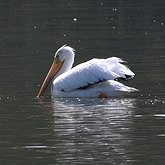 Aves Non Passeriformes - Gar&#231;as, pelicanos, cegonias e afins 