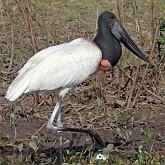 Aves Non Passeriformes - Garças, pelicanos, cegonias e afins 
