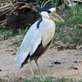 Aves Non Passeriformes - Gar&#231;as, pelicanos, cegonias e afins 