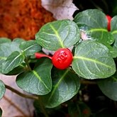 Okrytonasienne dwuliścienne - Gentianales (goryczkowce)