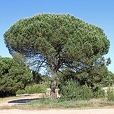 Plantas, outras - Gimnosp&#233;rmicas