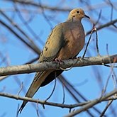 Ptaki Non Passeriformes - Gołębie