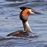 Oiseaux Non Passeriformes - Grèbes, flamants