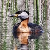 Oiseaux Non Passeriformes - Gr&#232;bes, flamants