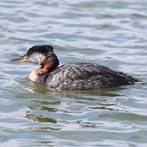 Oiseaux Non Passeriformes - Gr&#232;bes, flamants