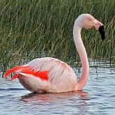 Oiseaux Non Passeriformes - Gr&#232;bes, flamants