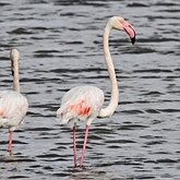 Birds Non Passeriformes - Grebes, Flamingos