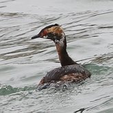 Birds Non Passeriformes - Grebes, Flamingos