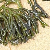 Plants, others - Green algae