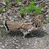 Ptaki Non Passeriformes - Grzebiące