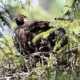 Ptaki Non Passeriformes - Grzebiące