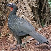 Ptaki Non Passeriformes - Grzebiące