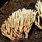 Grzyby, porosty - Grzyby pozostałe