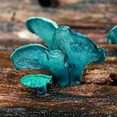 Grzyby, porosty - Grzyby pozostałe