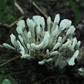 Grzyby, porosty - Grzyby pozostałe