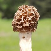 Grzyby, porosty - Grzyby pozostałe