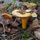Grzyby, porosty - Grzyby pozostałe