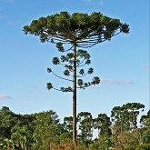 Plantes, autres - Gymnospermes