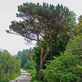 Plantes, autres - Gymnospermes