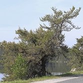 Plantes, autres - Gymnospermes