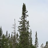Plants, others - Gymnosperms