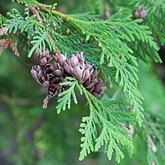 Plants, others - Gymnosperms