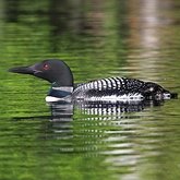 Habitantes de lagos e rios (Ontario)