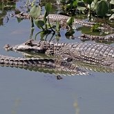 Habitantes do Pantanal