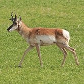 Habitants des prairies canadiennes